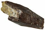Fossil Hadrosaur (Edmontosaurus) Partial Tooth - Wyoming #323985-1